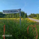 Tervakankaantien risteys ja Uusipuron metsätilan punaiset opastusnauhat