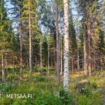 Koivuja ja kuusia Uusipuron 20,66 hehtaarin metsätilalla Polvijärvellä