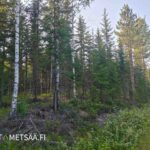 Eri ikäistä kuusi- ja koivupuustoa Uusipuron metsätilalla Pohjois-Karjalassa