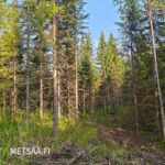 Kuusi-, koivu- ja mäntypuustoa Uusipuron metsätilan varttuneessa kasvatusmetsässä