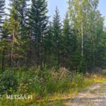 Kuusivaltaista kasvatusmetsää Uusipuron metsätilalla Polvijärven Rasivaarassa