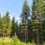Tiheää kuusi- ja koivupuustoa metsätien varrella Uusipuron metsätilalla