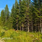 Hyväkasvuista kuusikkoa Uusipuron metsätilalla Polvijärvellä