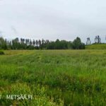 Peltonäkymä ja metsäalue Tuomisto-tilalla Urjalassa