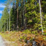 Metsätila Simola Vesilahdella rajautuu hyväkulkuisen metsätien varteen