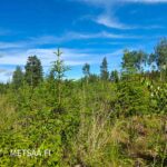 Nuorta taimikkoa myytävällä metsätila Vesilahti Simola -kiinteistöllä