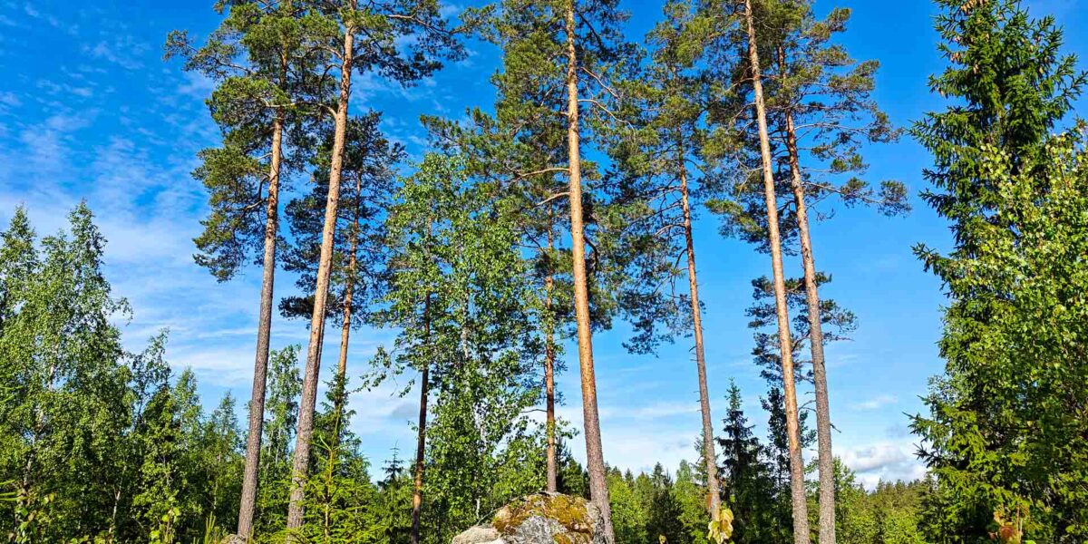 Metsätila Vesilahti Simola – mäntyvaltainen kallioinen metsämaisema Pirkanmaalla