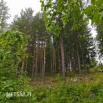 Varttunutta mänty- ja kuusimetsää myytävällä metsätila Vesilahti -kohteella