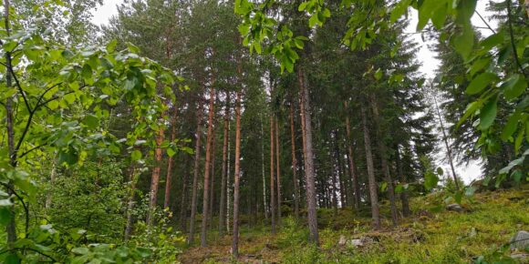 Varttunutta mänty- ja kuusimetsää myytävällä metsätila Vesilahti -kohteella