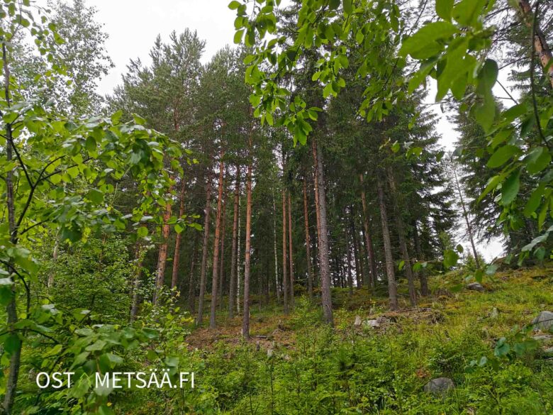 Varttunutta mänty- ja kuusimetsää myytävällä metsätila Vesilahti -kohteella