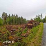 Metsätila Vesilahti Simola – näkymä uudistusalalle ja hyväkulkuiselle metsätielle