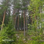 Varttunutta mäntyvaltaista kasvatusmetsää myytävällä metsätila Vesilahti Simola -kiinteistöllä