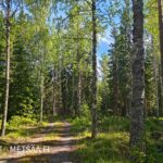 Metsätie kulkee myytävän metsätila Vesilahti Simola -kiinteistön läpi
