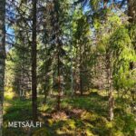 Varttunutta kuusivaltaista kasvatusmetsää myytävällä metsätila Vesilahti Simola -kiinteistöllä