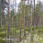 Nuorta männikköä kuivalla, jäkäläpeitteisellä kankaalla Kankaanpään Hirvikankaalla.