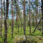 Mänty- ja koivuvaltaista metsää kallioisella Reuhto-metsätilalla Kankaanpäässä.