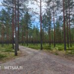 Palokuja kulkee mäntyvaltaisen Reuhto-metsätilan läpi Kankaanpään Hirvikankaalla.