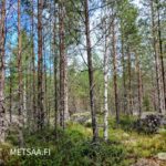 Nuorta mäntyvaltaista metsää ja suuria kivenlohkareita Reuhto-metsätilalla Kankaanpäässä.