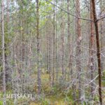 Tiheää nuorta männikköä myytävällä Reuhto-metsätilalla Kankaanpään Hirvikankaalla.