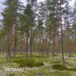 Mäntyvaltaista kasvatusmetsää kuivalla ja jäkäläpeitteisellä kankaalla Reuhto-metsätilalla.
