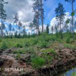 Myydään metsätila Kankaanpää, Reuhto. Uudistushakattu metsäalue, jolla kasvaa lehtipuutaimikkoa ja säästöpuita.