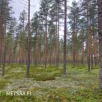 Varttunutta mäntyvaltaista kasvatusmetsää Kankaanpään Hirvikankaalla sijaitsevalla metsätilalla.