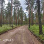 Metsätie kulkee varttuneen männikön halki Reuhto-metsätilalla Kankaanpäässä.
