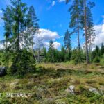 Reuhto-metsätilan nuorta kuusi- ja mäntypuustoa sekä metsästystorni Kankaanpään Hirvikankaalla.