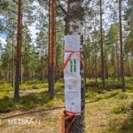 Myytävän Reuhto-metsätilan kohde-esite puun rungossa mäntyvaltaisen metsän keskellä.