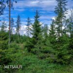 Lehtipuuvaltainen taimikko ja säästömäntyjä myytävällä Reuhto-metsätilalla Kankaanpäässä.