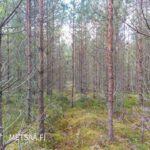 Nuorta kuusikkoa ja varttuneita mäntyjä Reuhto-metsätilalla Kankaanpään Hirvikankaalla.
