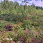 Tiheää nuorta männikköä myytävällä metsätilalla Kankaanpäässä.
