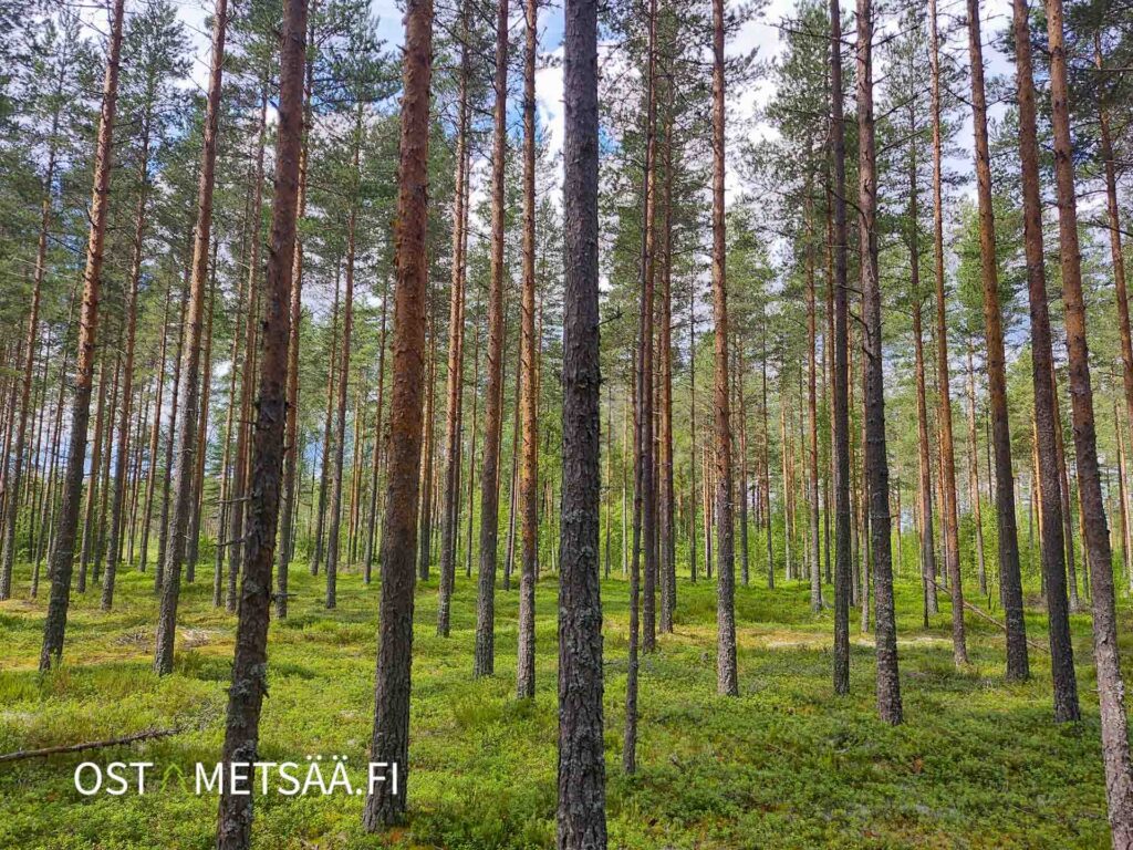 Mäntyvaltaista kasvatusmetsää Reuhto-metsätilalla Kankaanpäässä.