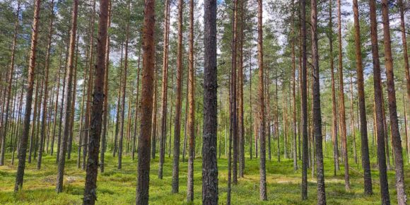 Mäntyvaltaista kasvatusmetsää Reuhto-metsätilalla Kankaanpäässä.