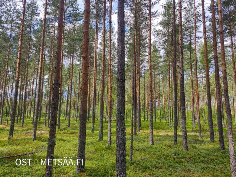 Mäntyvaltaista kasvatusmetsää Reuhto-metsätilalla Kankaanpäässä.