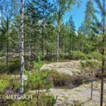 Nuorta mänty- ja koivupuustoa kallioisella ja jäkäläpeitteisellä metsämaalla.