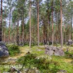 Mäntyvaltaista kasvatusmetsää ja suuria kivenlohkareita Reuhto-metsätilalla.