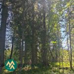 Varttunutta havupuuvaltaista metsää rinteessä Saarilahden metsäalueella