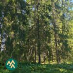 Tiheää kuusivaltaista metsää Saarilahden määräalalla Ikaalisissa