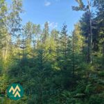 Varttunutta kuusikkoa rehevällä metsäpohjalla Saarilahden metsäalueella