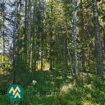 Hyväkasvuista kuusentaimikkoa varttuneen metsän keskellä Saarilahden määräalalla