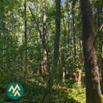 Kuusi- ja koivuvaltaista varttunutta metsää Saarilahden metsäalueella Ikaalisissa