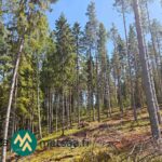 Valoisaa varttunutta sekametsää Saarilahden metsäalueella Ikaalisissa