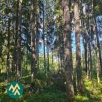 Järeää lehti- ja havupuustoa rehevässä metsässä Saarilahden määräalalla