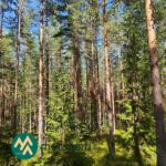 Järeää varttunutta puustoa Saarilahden metsäalueella Ikaalisten Vatsiaisissa