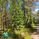 Valoisaa mäntyvaltaista kasvatusmetsää Saarilahden määräalalla Ikaalisissa