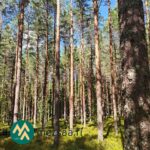 Saarilahden metsäalueen puustoa Palinperäntien varrella Ikaalisissa