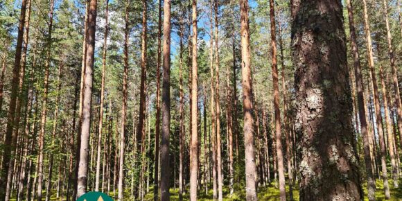 Saarilahden metsäalueen puustoa Palinperäntien varrella Ikaalisissa