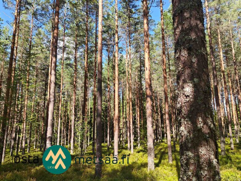 Saarilahden metsäalueen puustoa Palinperäntien varrella Ikaalisissa
