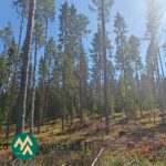 Mäntyjen, kuusten ja koivujen muodostamaa metsää Saarilahden määräalalla Ikaalisten Vatsiaisissa